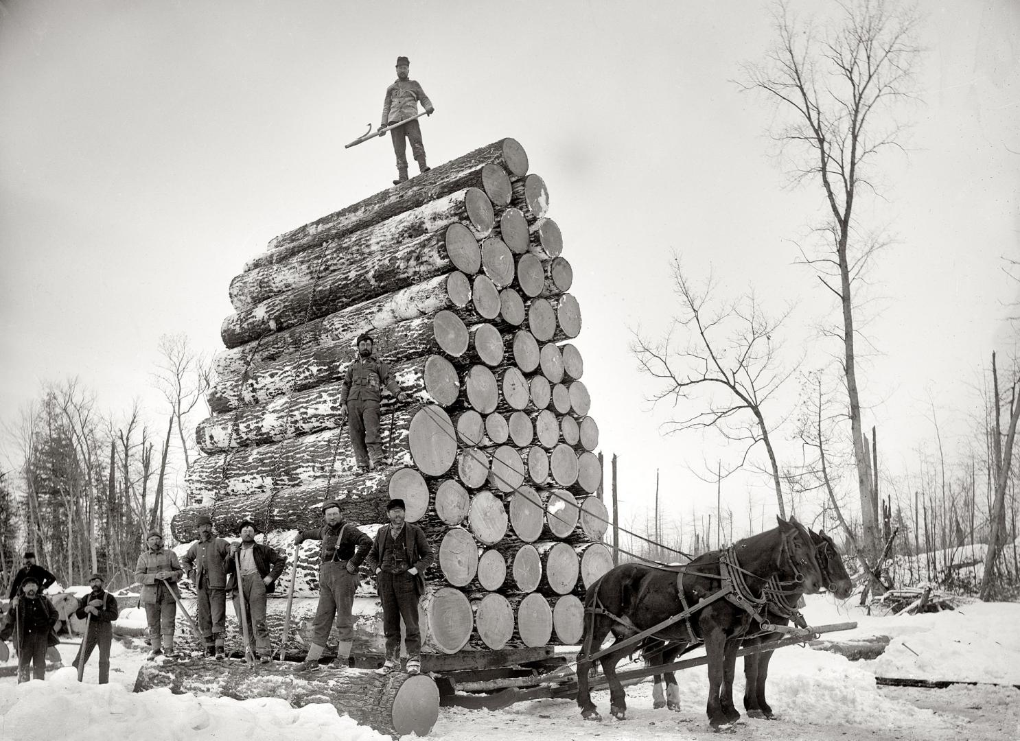 HistoricalLoggingPhoto Early colonial logging